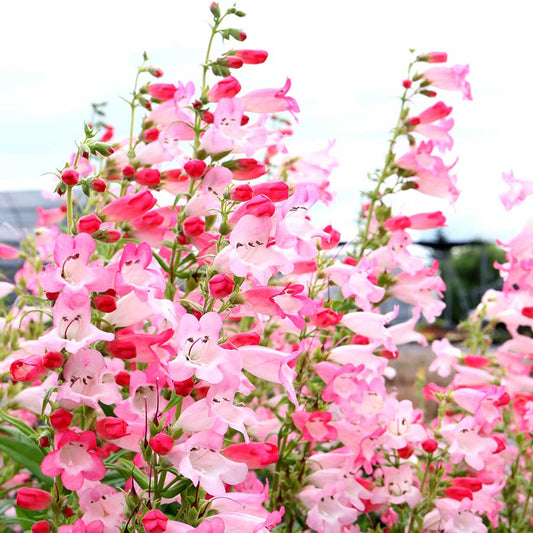 Week 11 | Penstemon 'Flock of Flamingos'| 2 Pack
