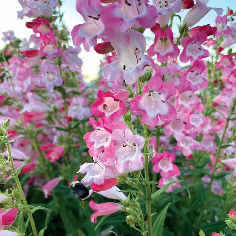 Week 11 | Penstemon 'Flock of Flamingos'| 2 Pack