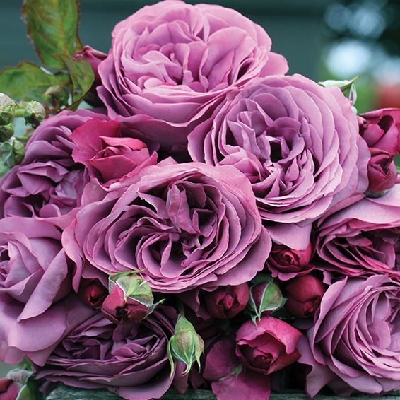 Sunbelt® Plum Perfect™ Rose Bush