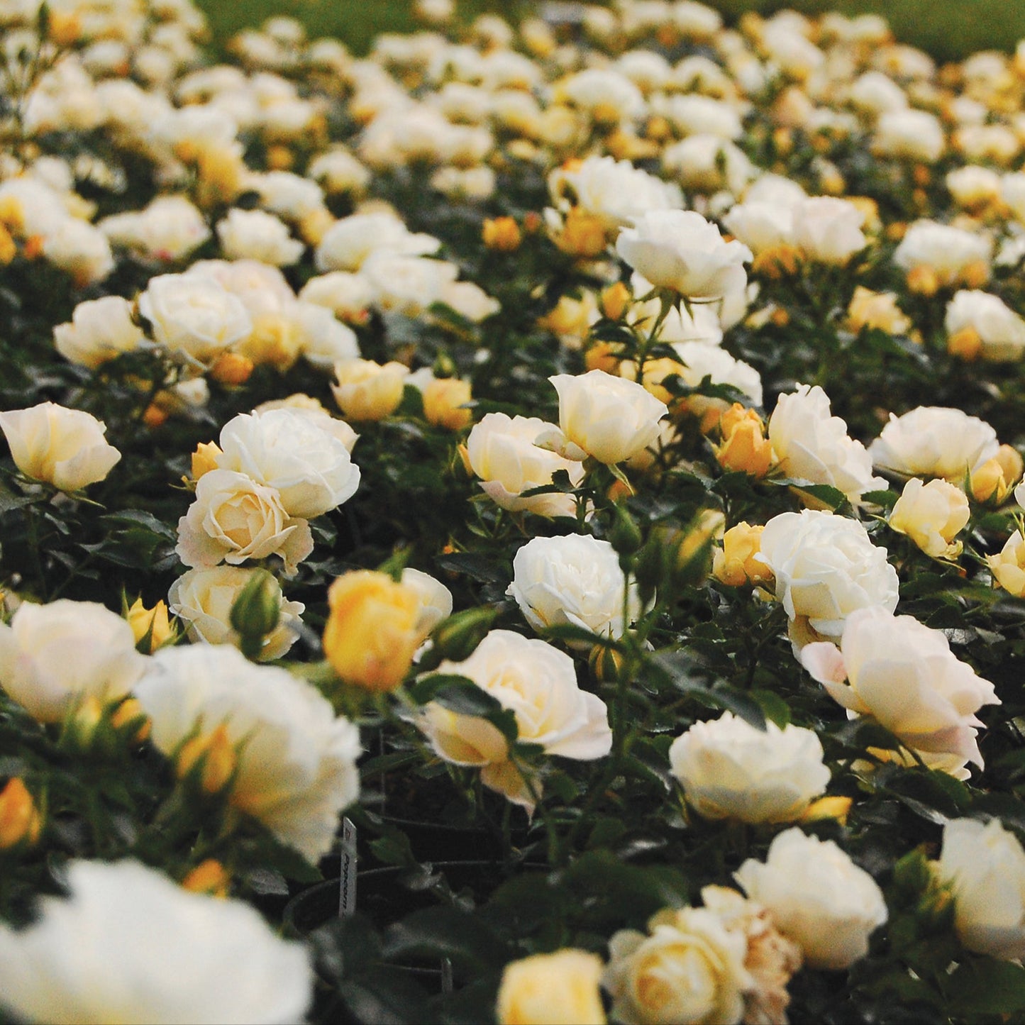Popcorn Drift® Groundcover Rose Bush