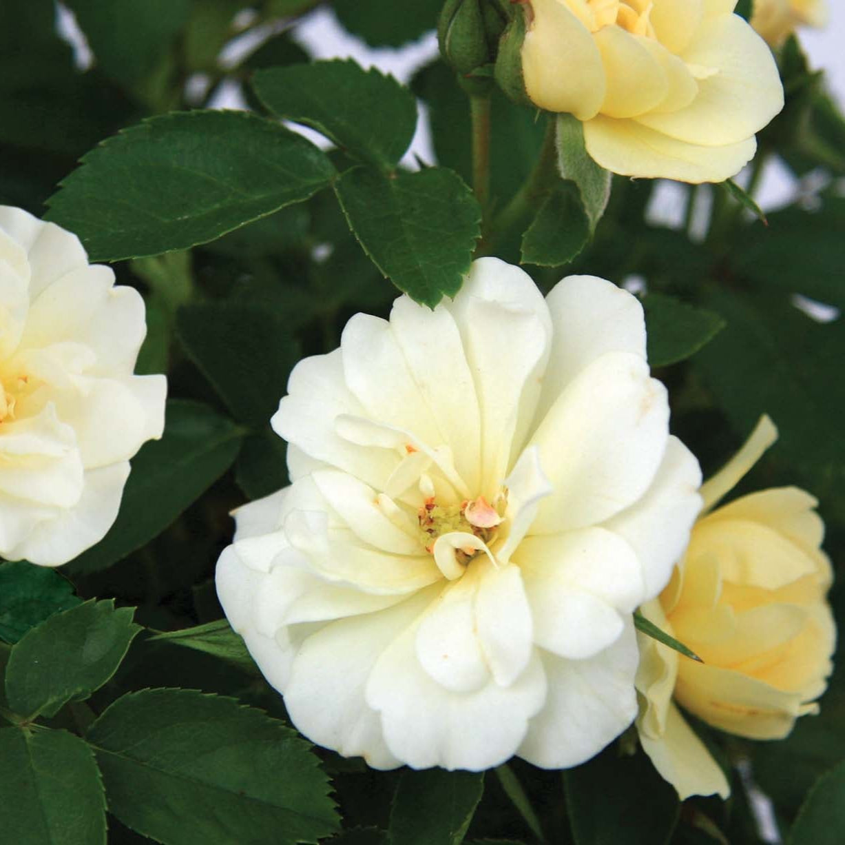 Popcorn Drift® Groundcover Rose Bush