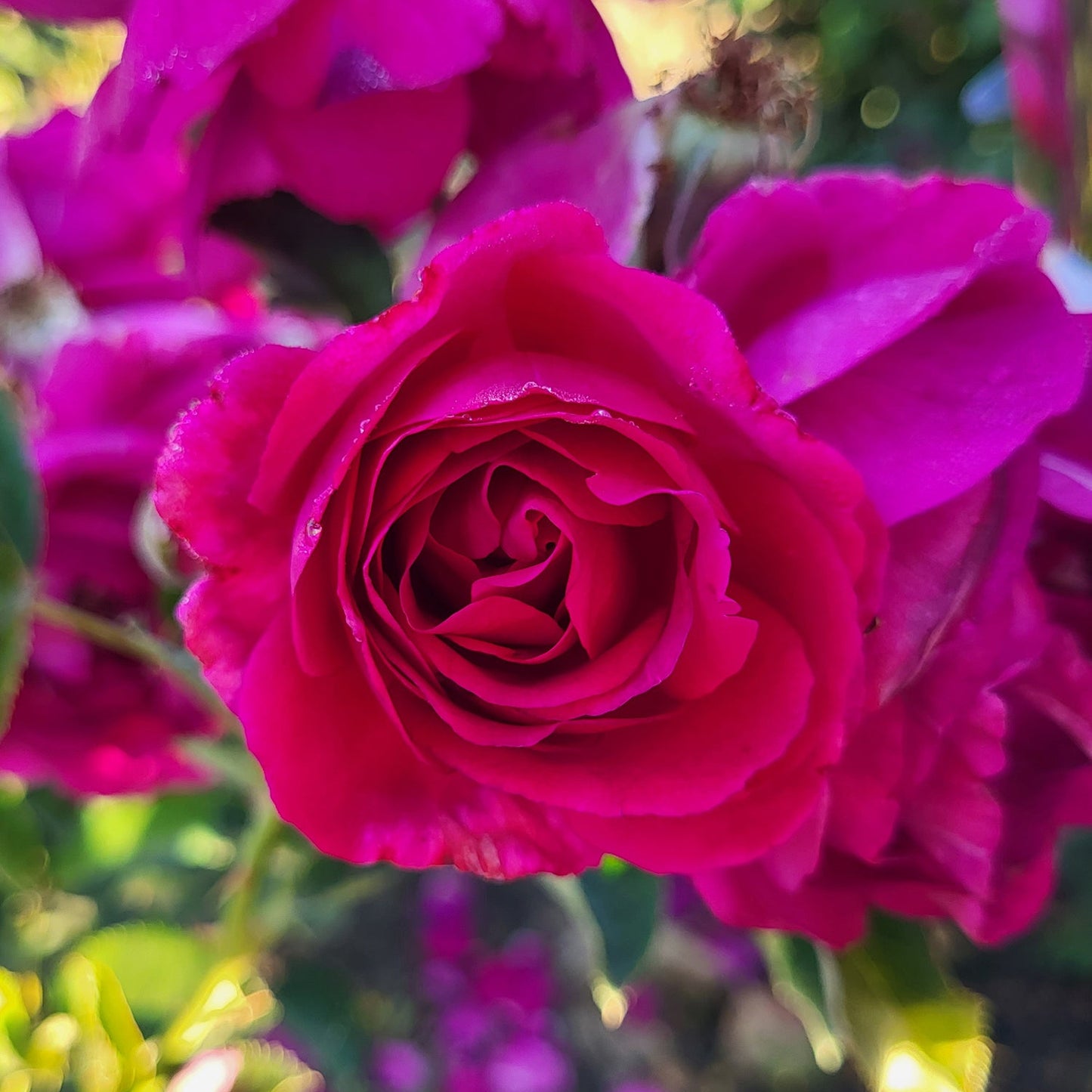 Purple Aura™ Rose Bush
