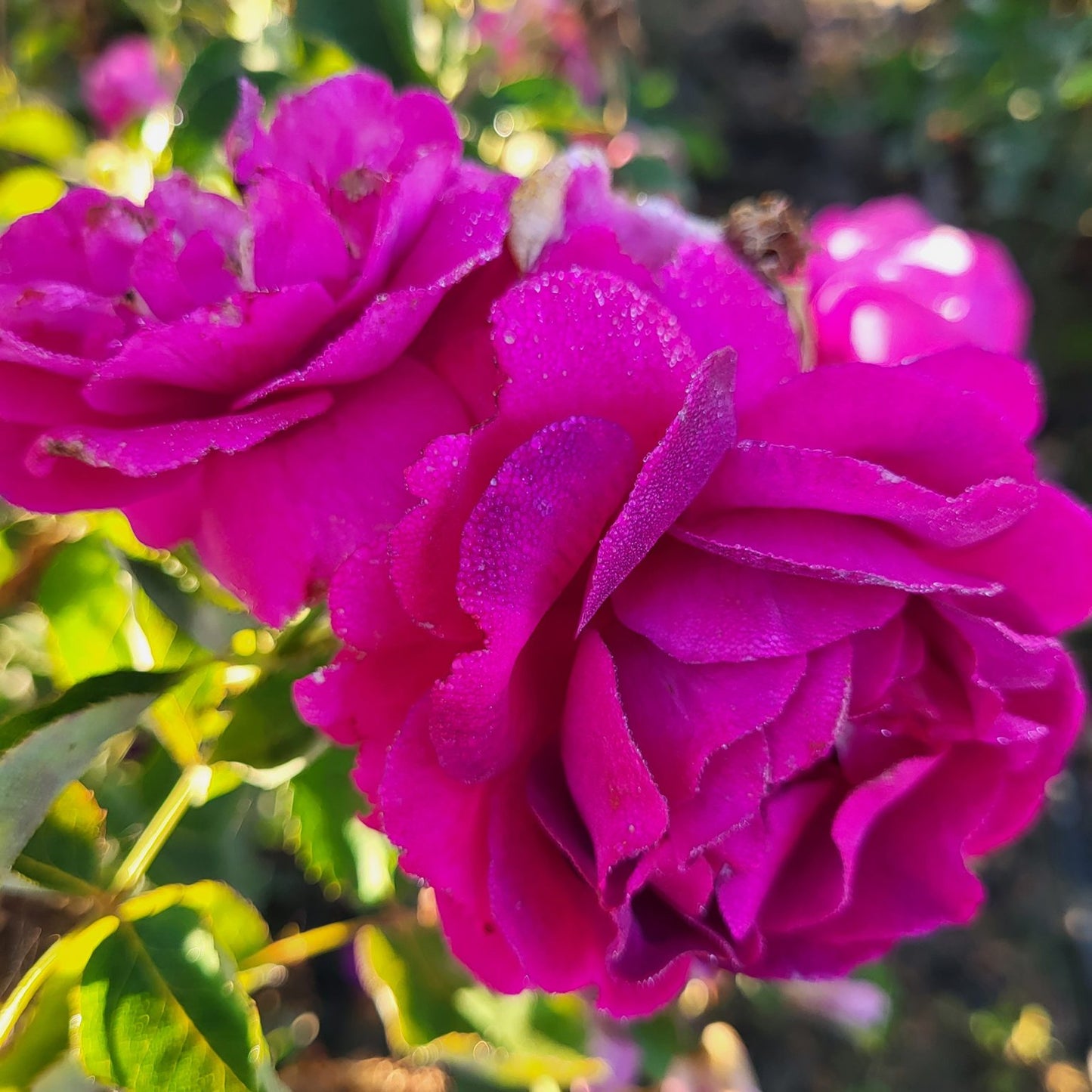 Purple Aura™ Rose Bush