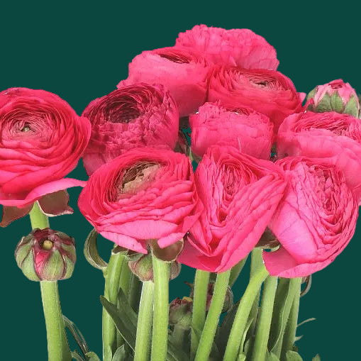 Ranunculus Amadine Bonbon -  10 Pack