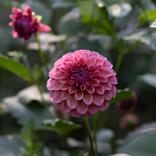Dahlia 'RM Berry Kiss'