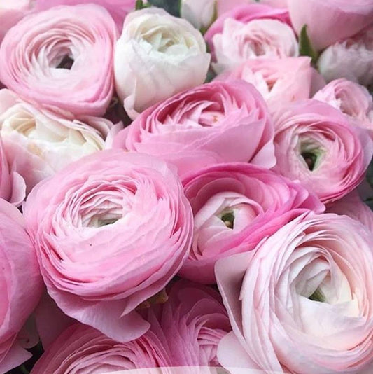Ranunculus Elegance Rosa Chiaro® - 10 Pack