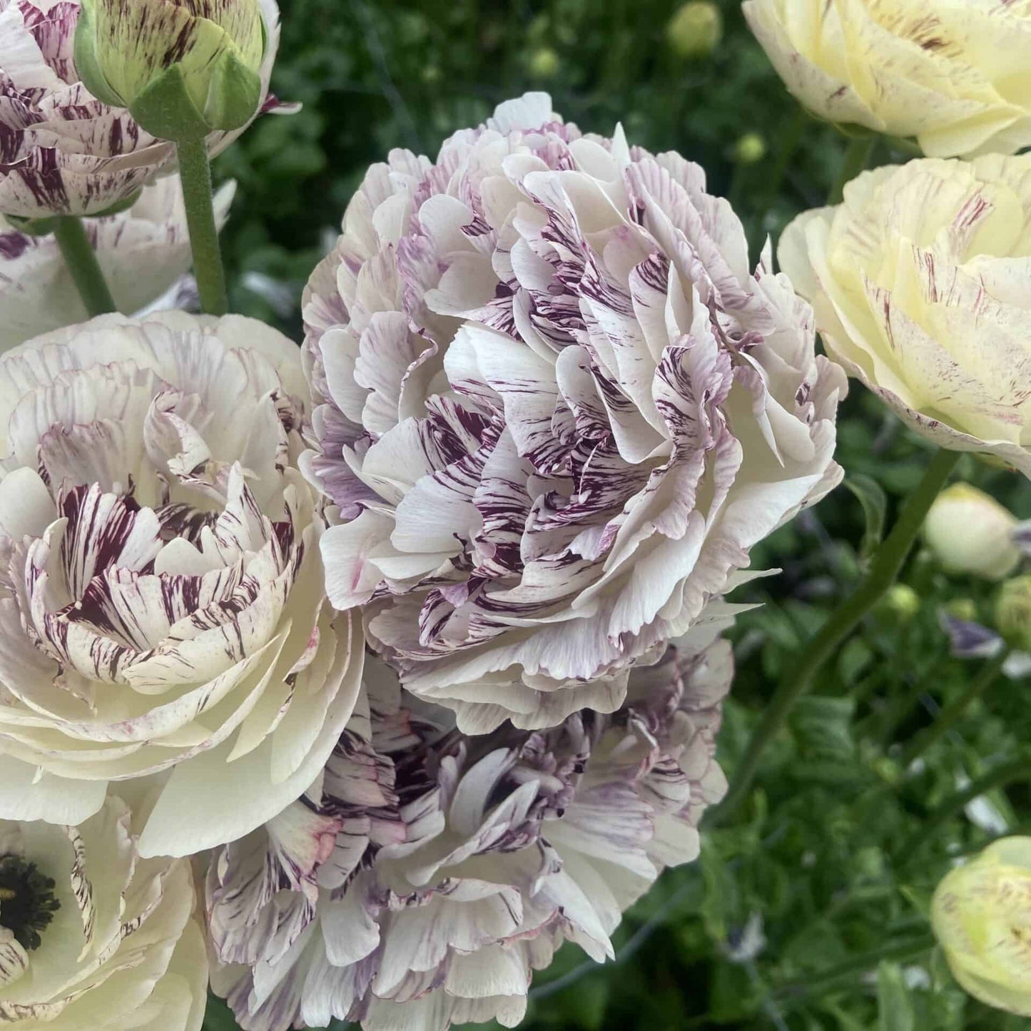 Ranunculus Brushmark Galthie -  5 Pack