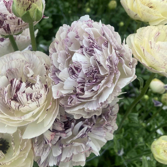 Ranunculus Brushmark Galthie -  5 Pack