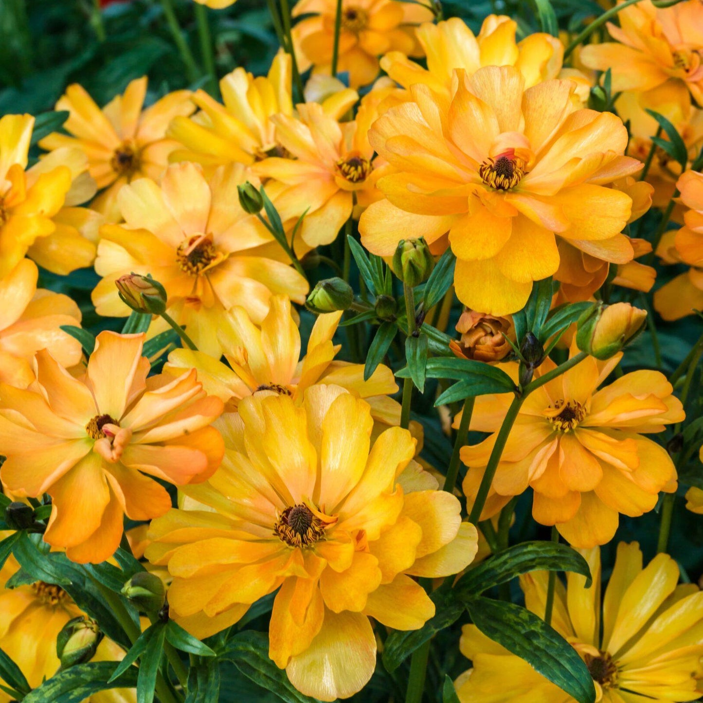 Ranunculus Butterfly™ Galatea® - 5 Pack