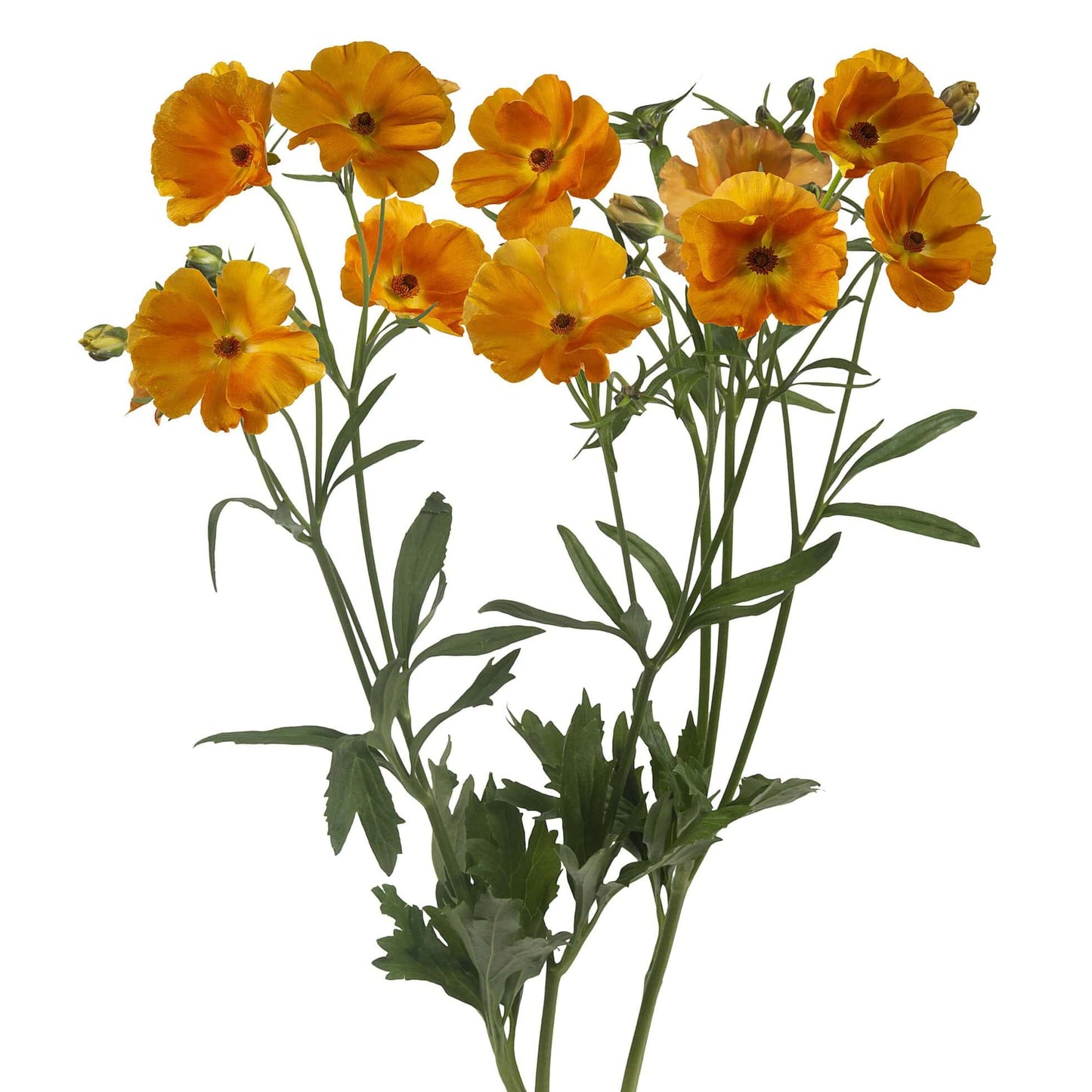 Ranunculus Butterfly™ Galatea® - 5 Pack