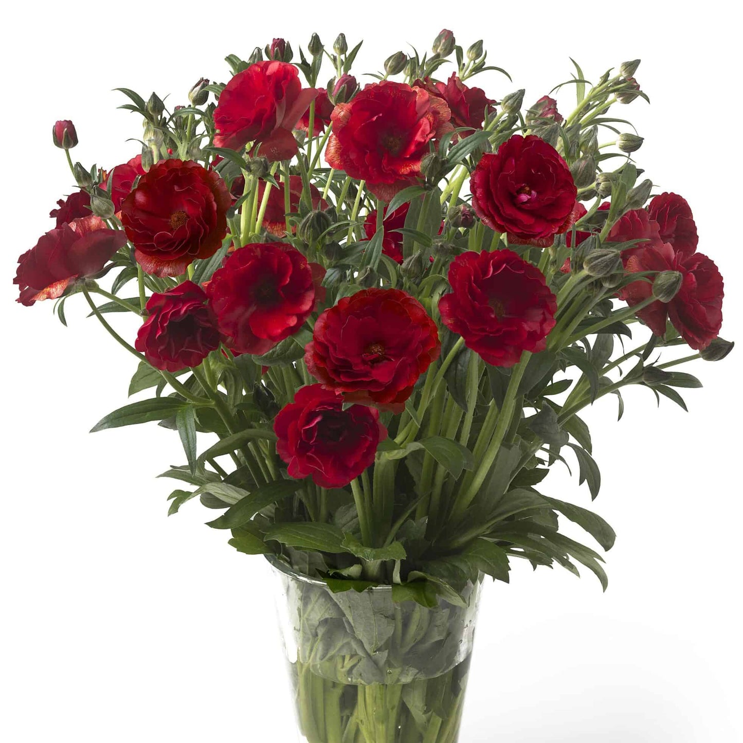 Ranunculus Butterfly™ Hades® - 5 Pack