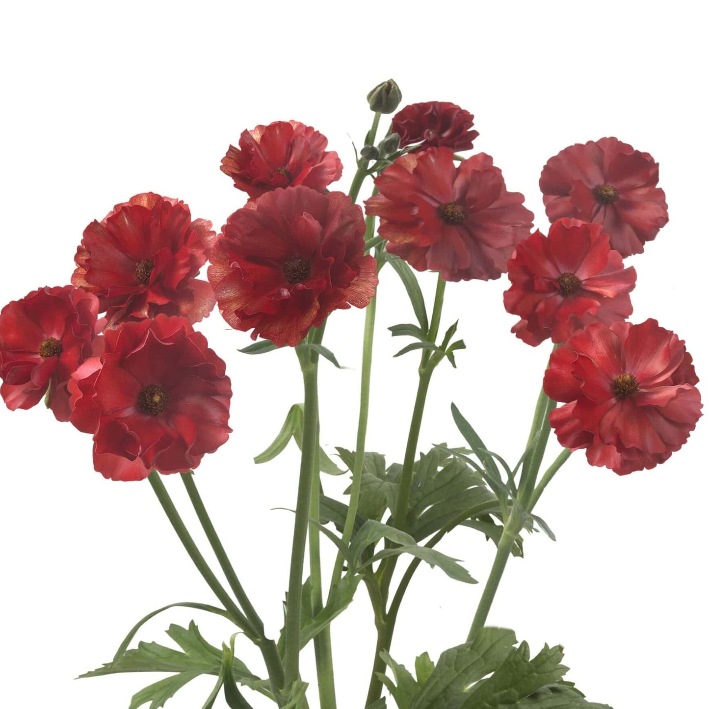 Ranunculus Butterfly™ Hades® - 5 Pack