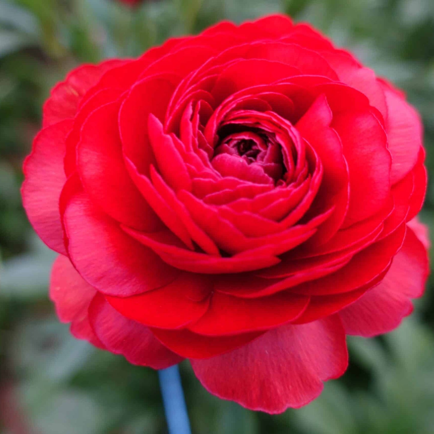 Ranunculus Butterfly™ Hades® - 5 Pack