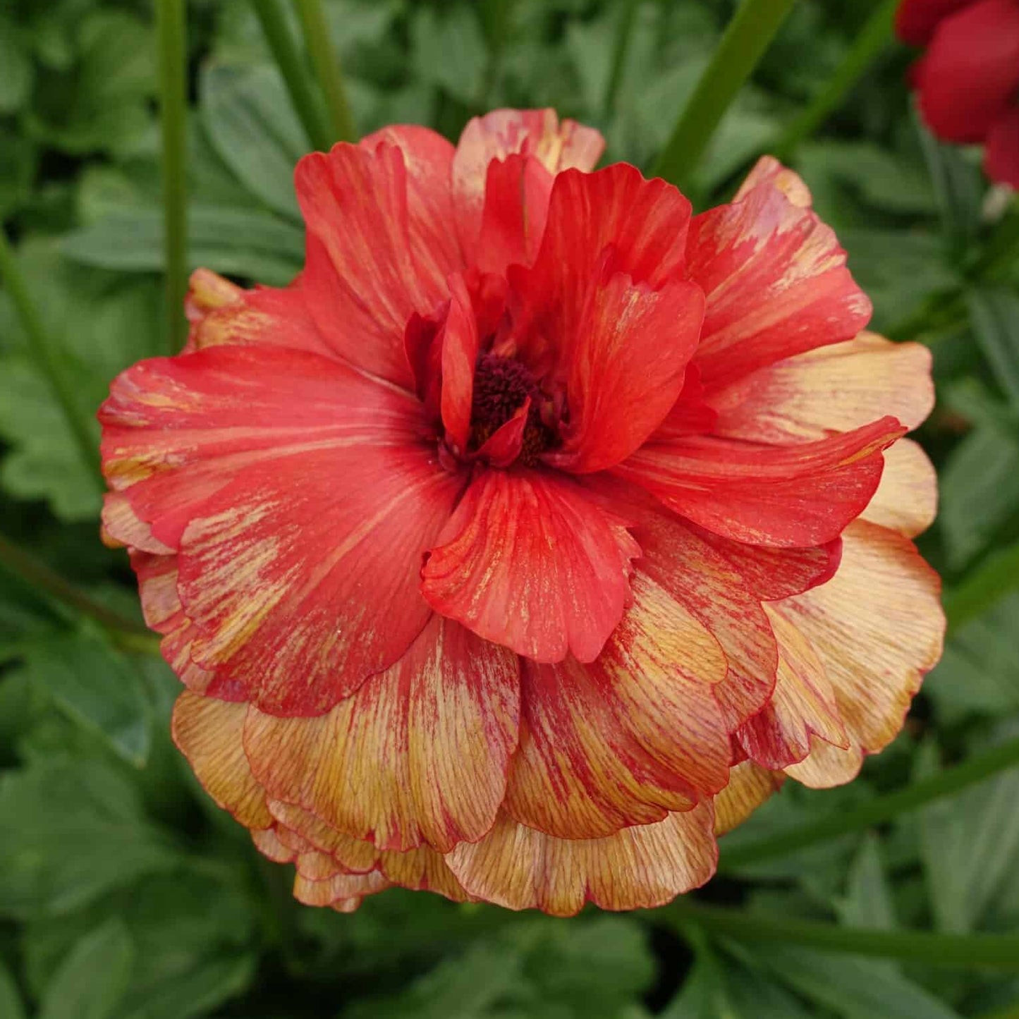 Ranunculus Butterfly™ Hades® - 5 Pack