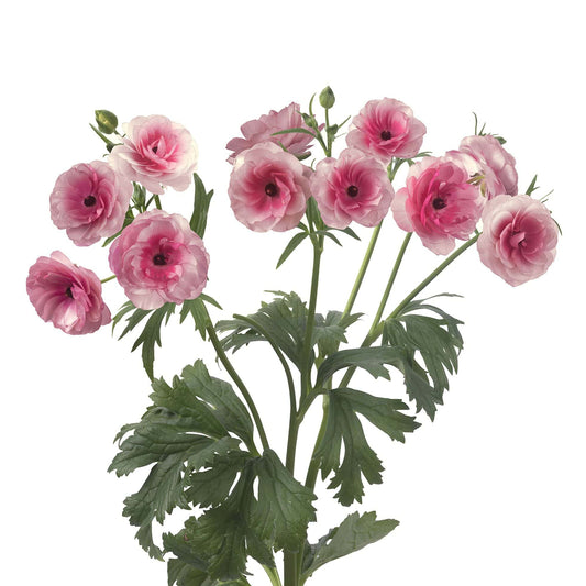 Ranunculus Butterfly™ Hera® - 5 Pack