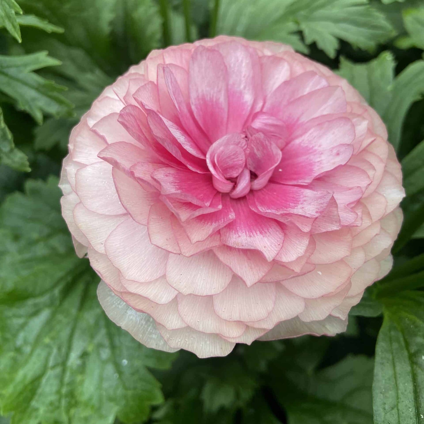 Ranunculus Butterfly™ Hera® - 5 Pack