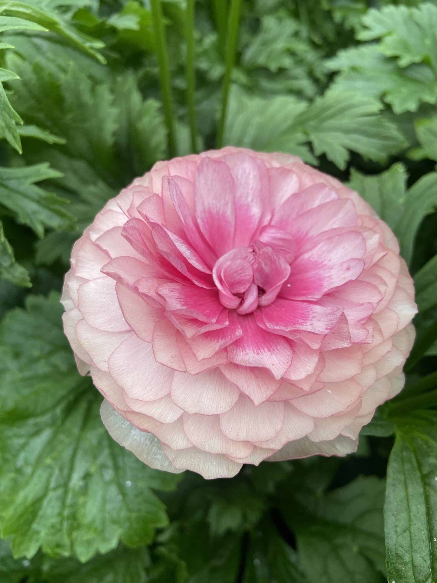 Ranunculus Butterfly™ Hera® - 5 Pack