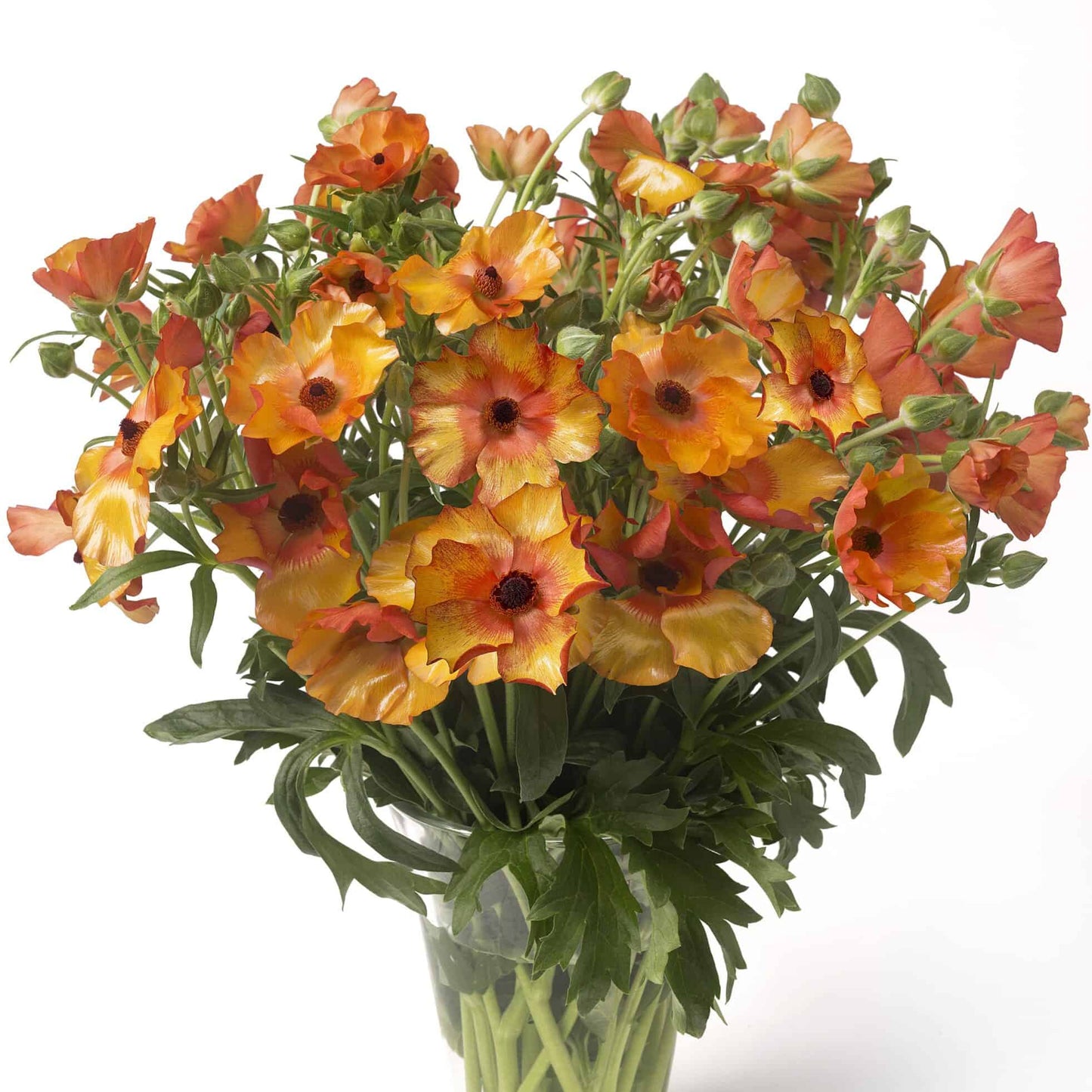 Ranunculus Butterfly™ Minoan® - 5 Pack