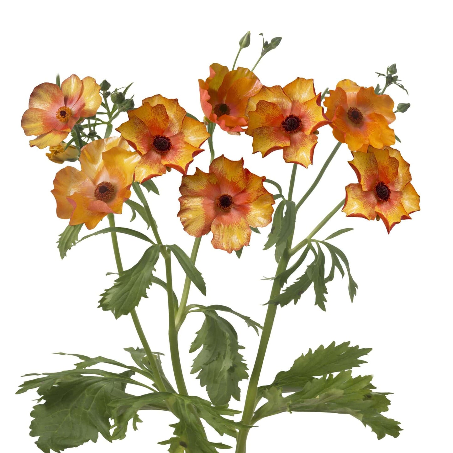 Ranunculus Butterfly™ Minoan® - 5 Pack