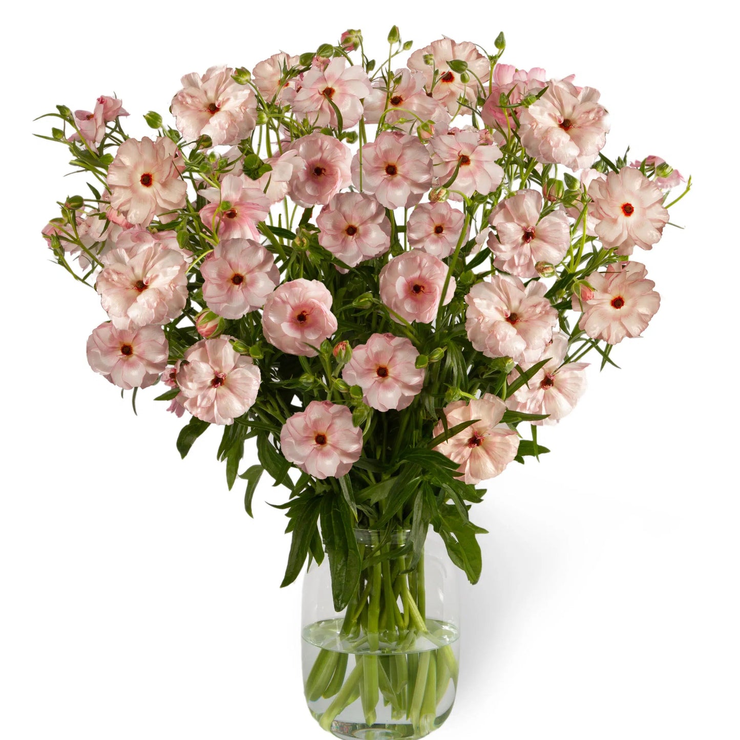 Ranunculus Butterfly™ Venus® - 5 Pack
