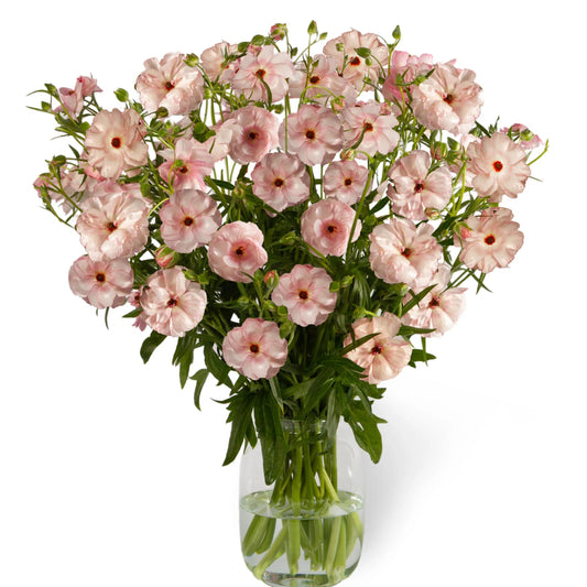 Ranunculus Butterfly™ Venus® - 5 Pack