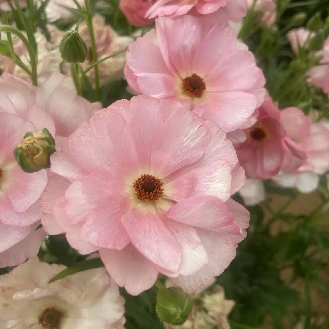 Ranunculus Butterfly™ Venus® - 5 Pack