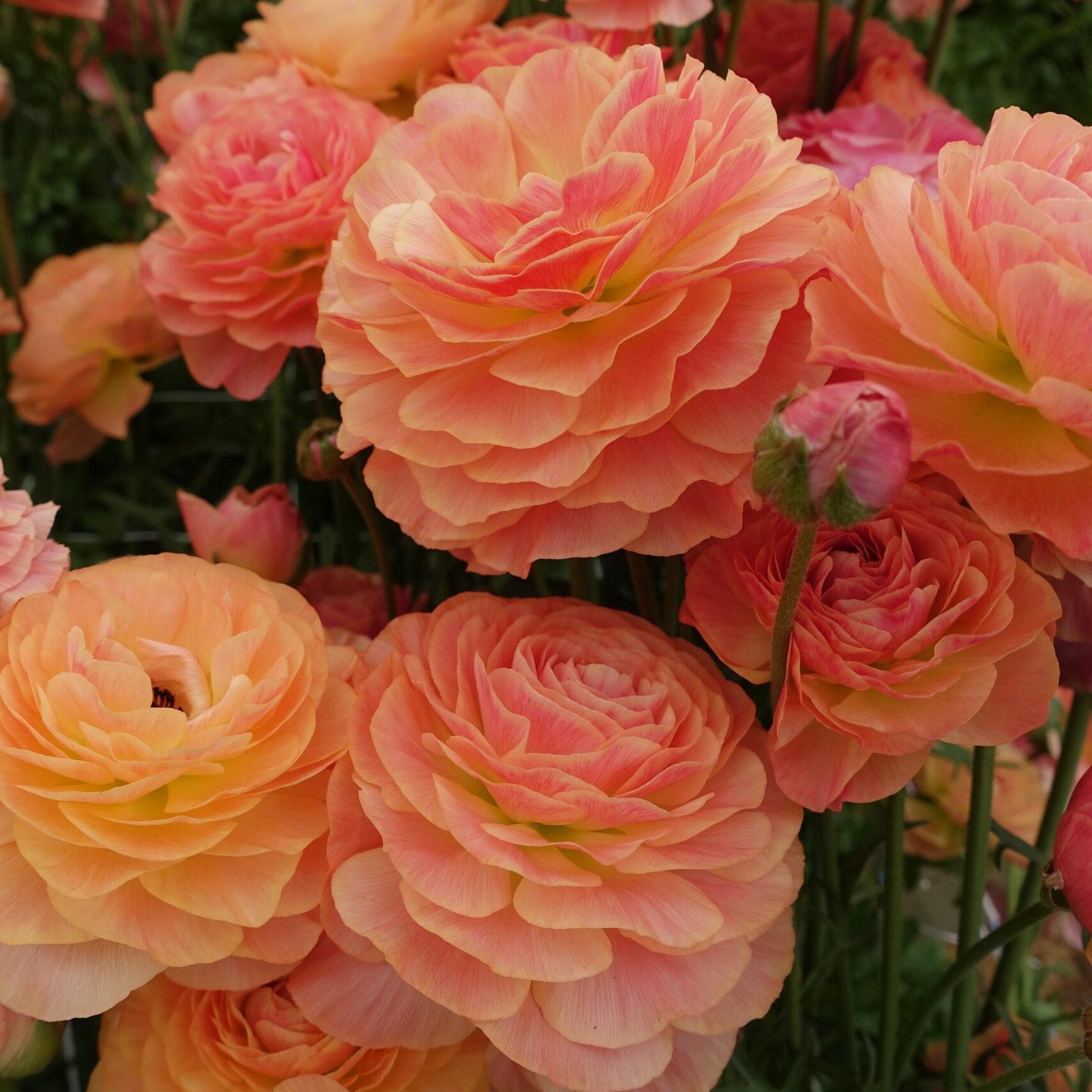 Ranunculus Romance™ Buzet® - 5 Pack