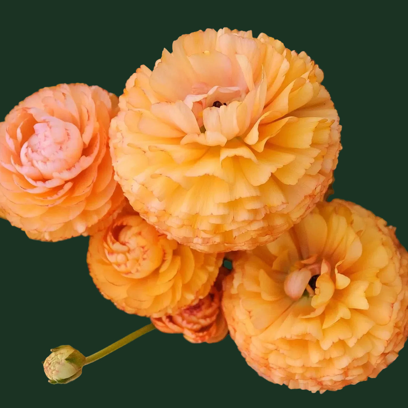 Ranunculus Romance™ Ceret - 5 Pack