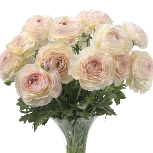 Ranunculus Romance Maritime -  5 pack
