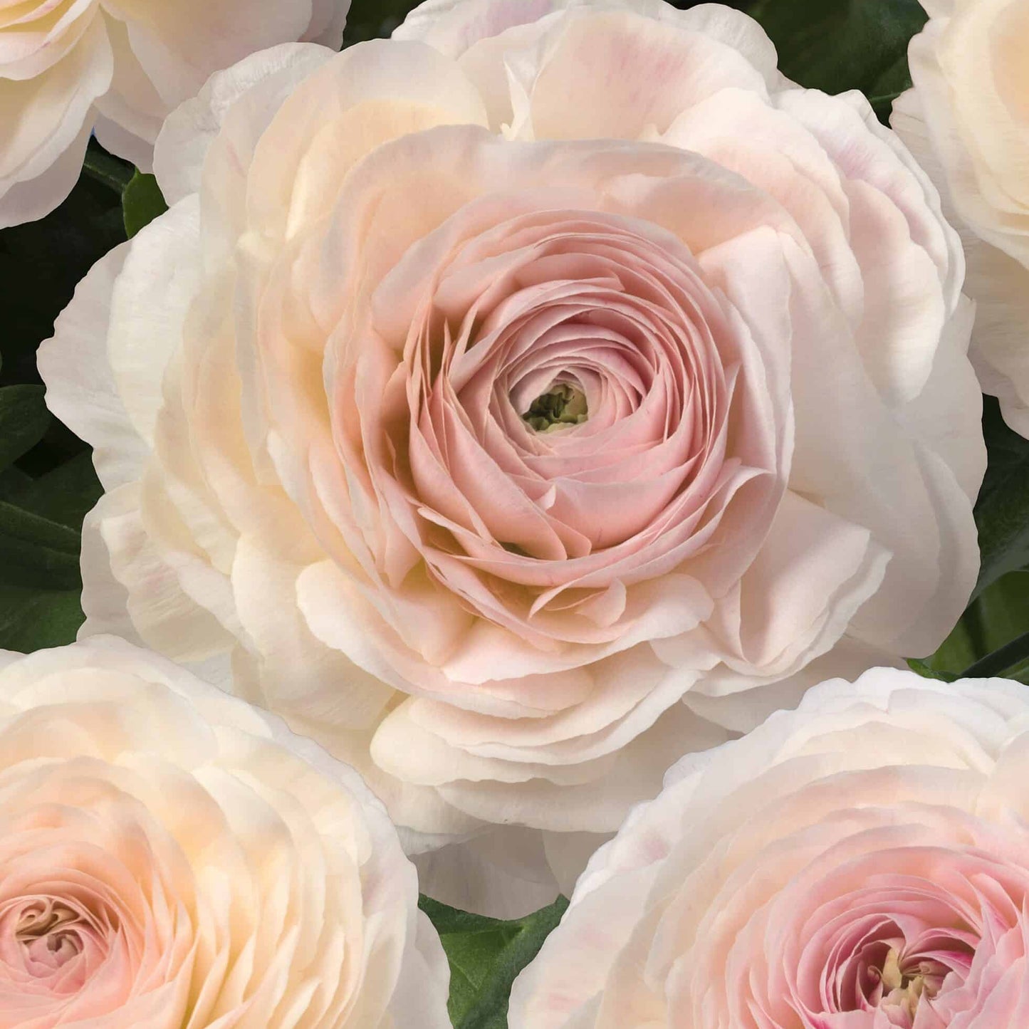 Ranunculus Romance Maritime -  5 pack