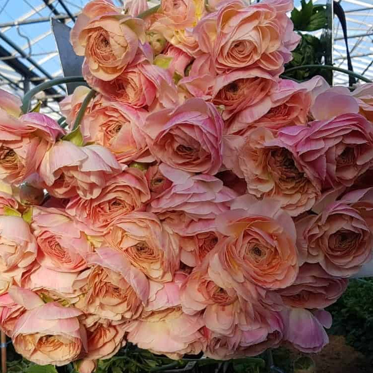Ranunculus Romance Maritime -  5 pack
