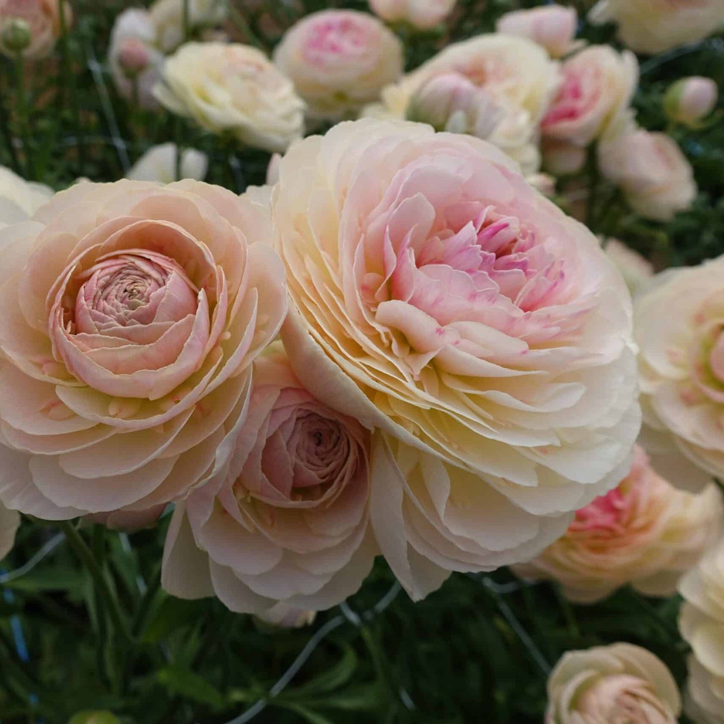 Ranunculus Romance Maritime -  5 pack