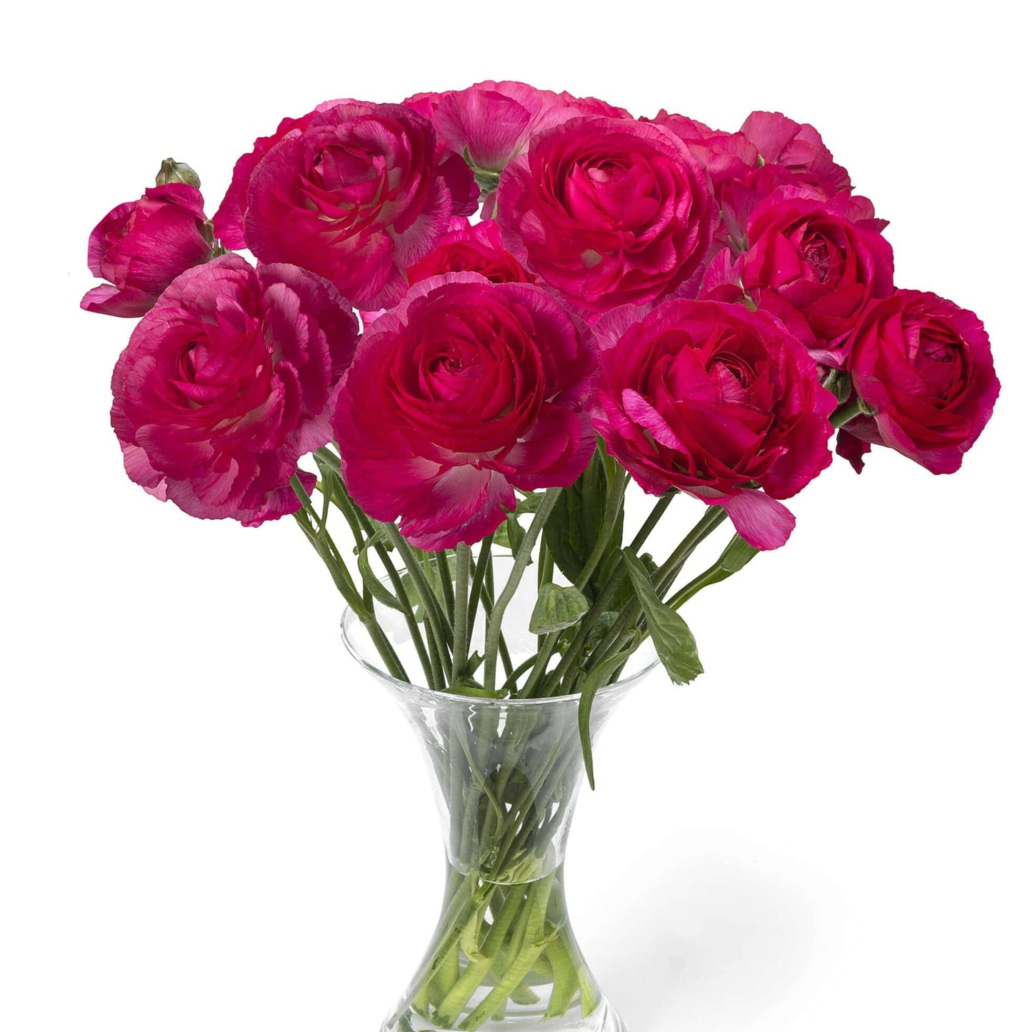 Ranunculus Romance™ Mercury - 5 Pack