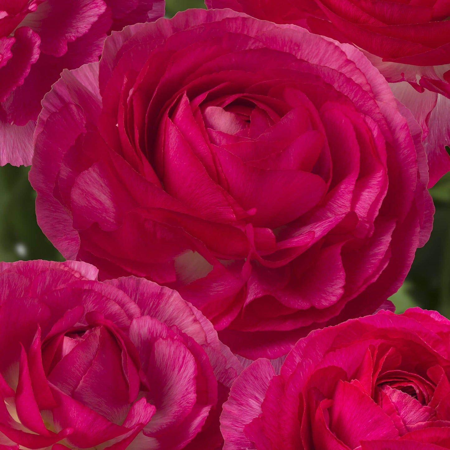 Ranunculus Romance™ Mercury - 5 Pack