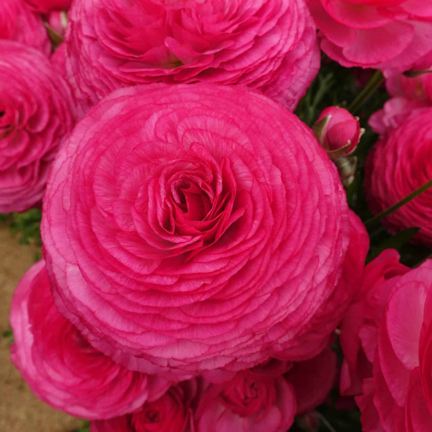 Ranunculus Romance™ Mercury - 5 Pack