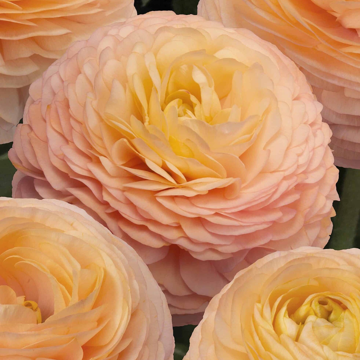 Ranunculus Romance Salerno - 5 pack