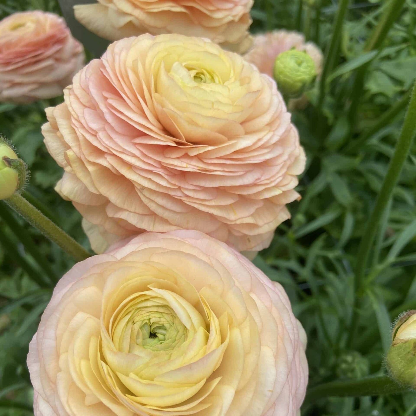 Ranunculus Romance Salerno - 5 pack