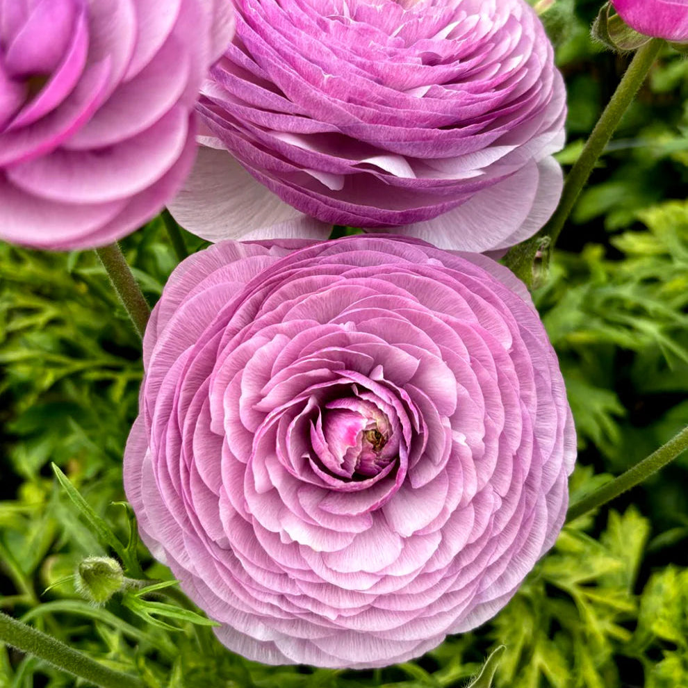 Ranunculus Romance™ Gascogne - 5 Pack