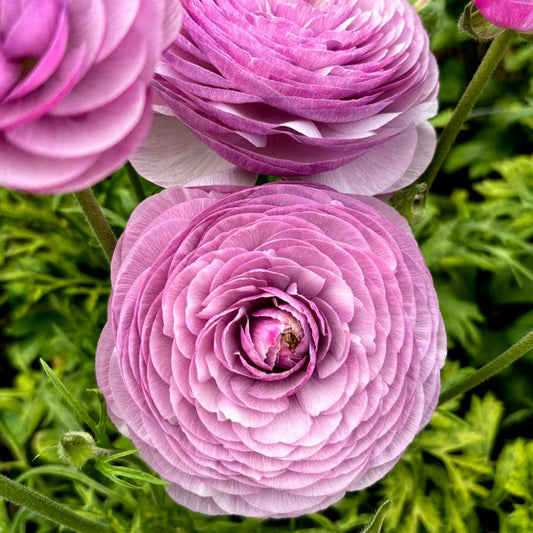 Ranunculus Romance™ Gascogne - 5 Pack