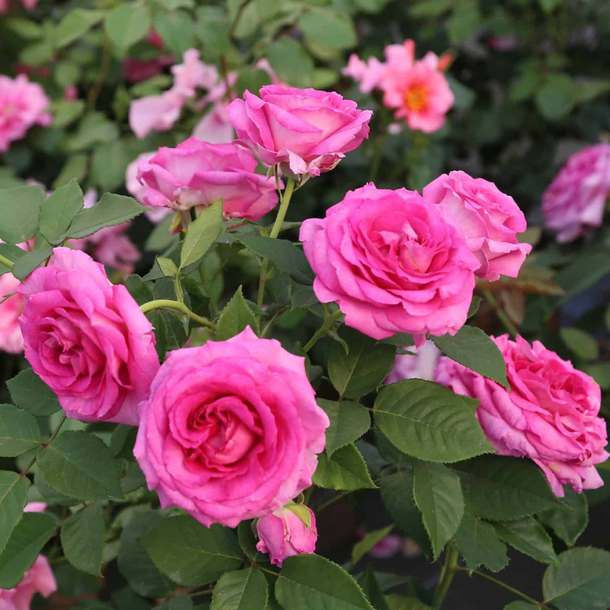 Rpple Raspberry Roses Raspberry Cupcake™ Rose Bush: Sweet fragrance. Gorgeous pink blooms ...