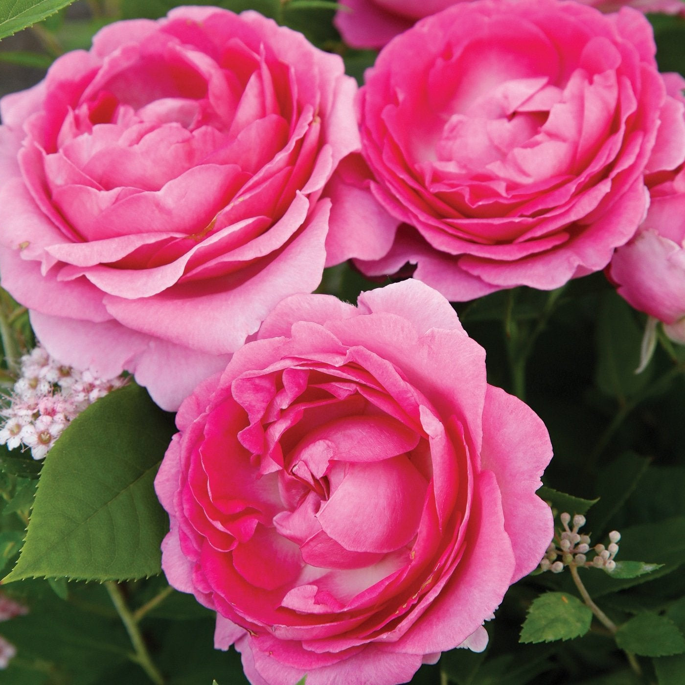 Raspberry Cupcake™  Rose Bush