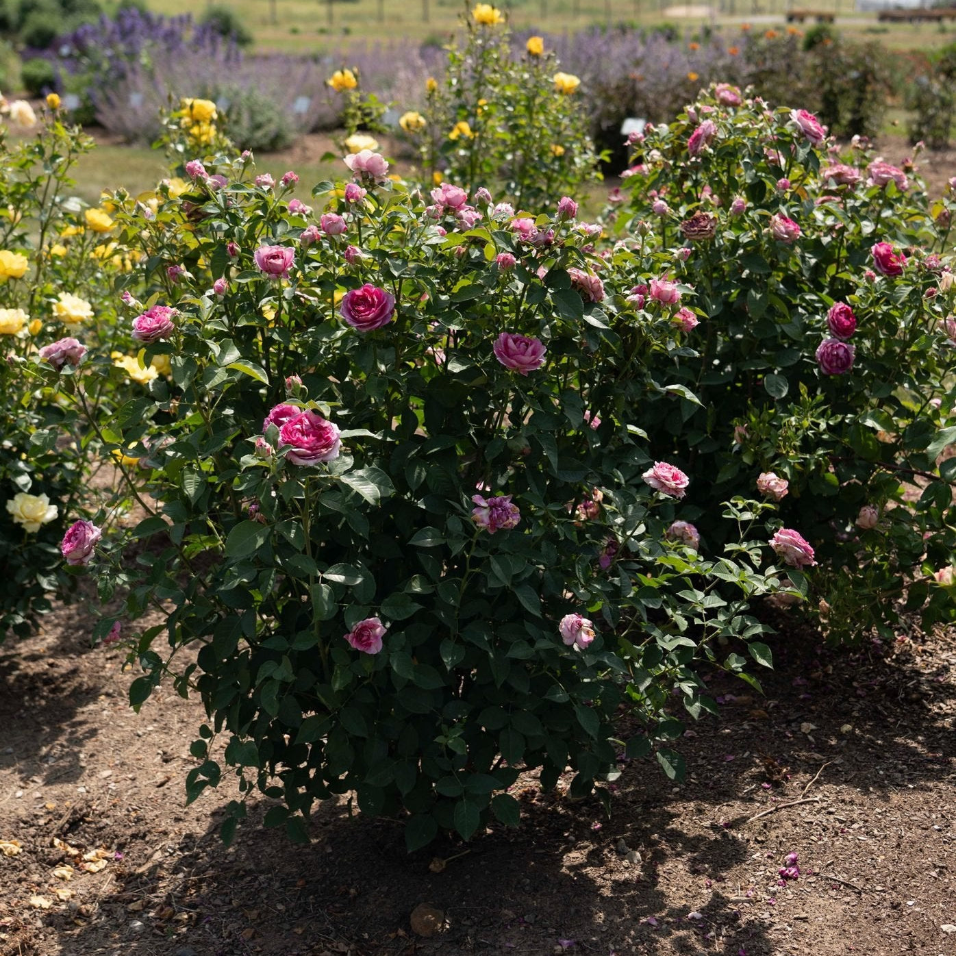 Raspberry Cupcake™  Rose Bush