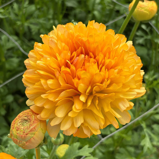 Ranunculus Romance™ Ceret - 5 Pack
