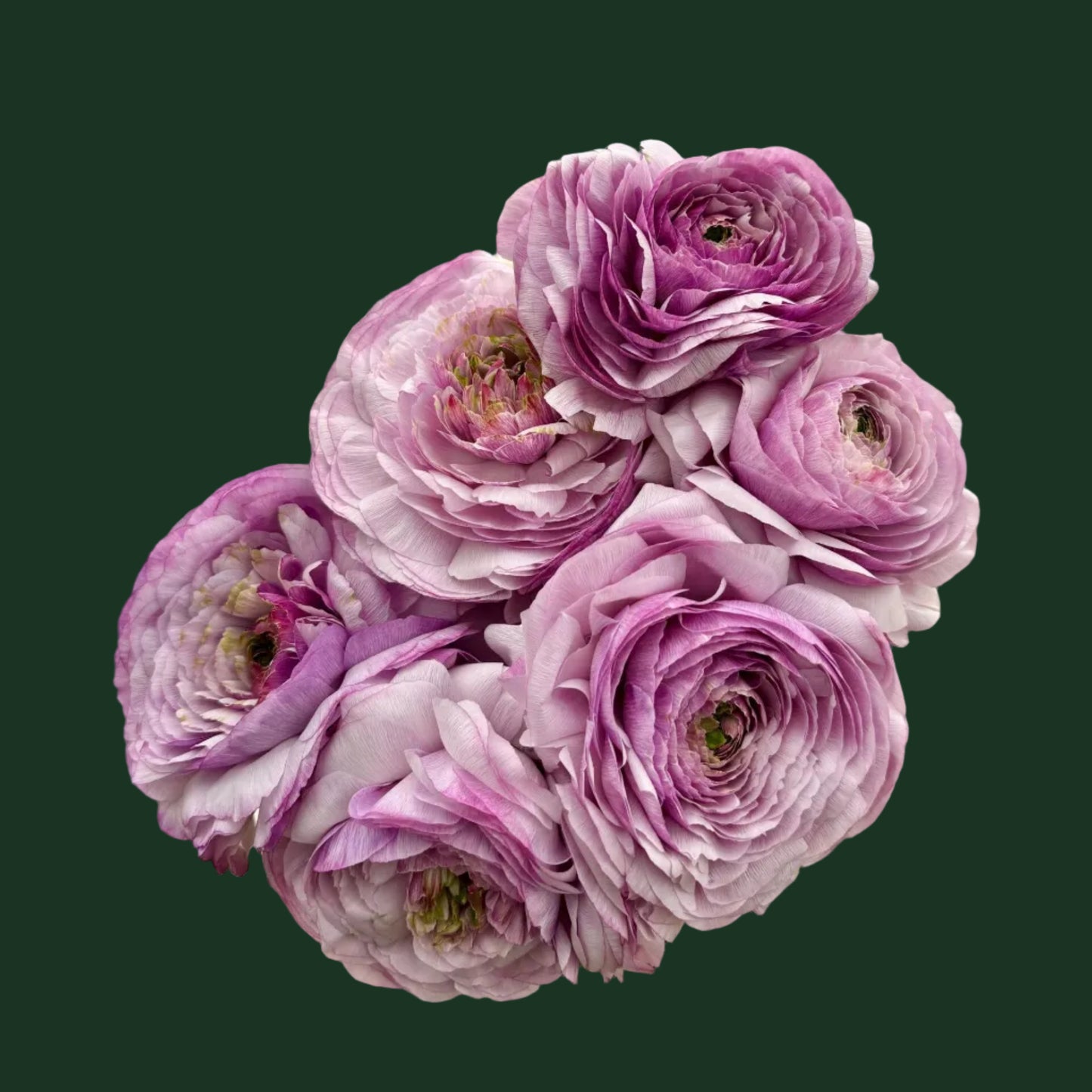 Ranunculus Romance™ Gascogne - 5 Pack