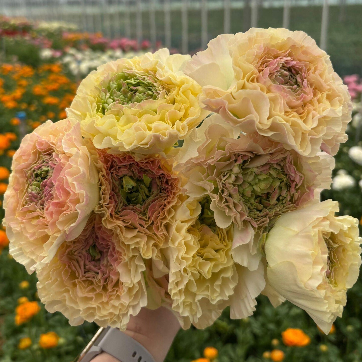 Ranunculus Romance™ Morvan - 5 Pack