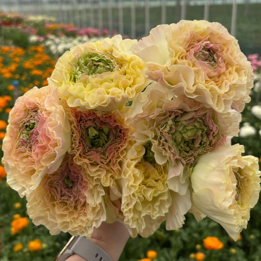 Ranunculus Romance™ Morvan - 5 Pack