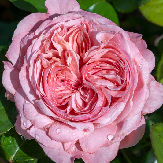 Romantica® Ball Gown™ Rose Bush