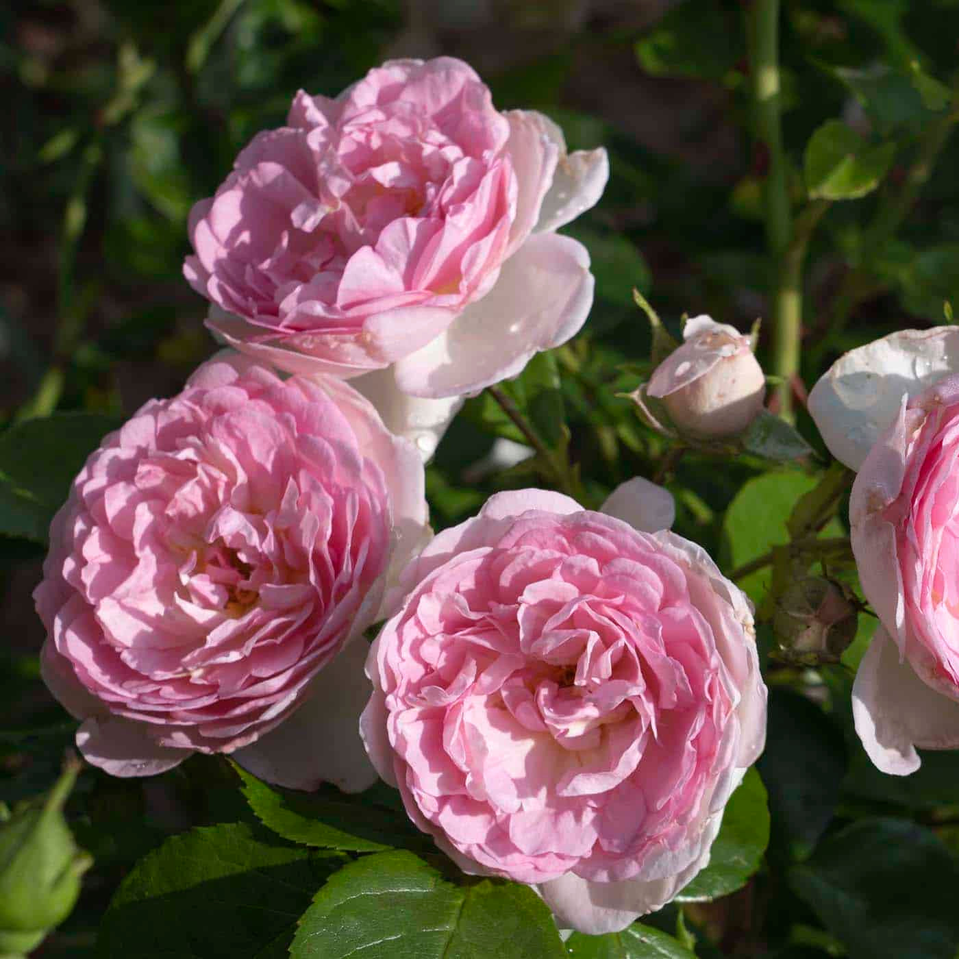 Romantica® Ball Gown™ Rose Bush