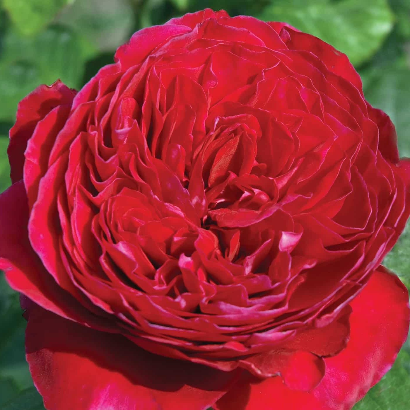 Rouge Royale™  Rose Bush
