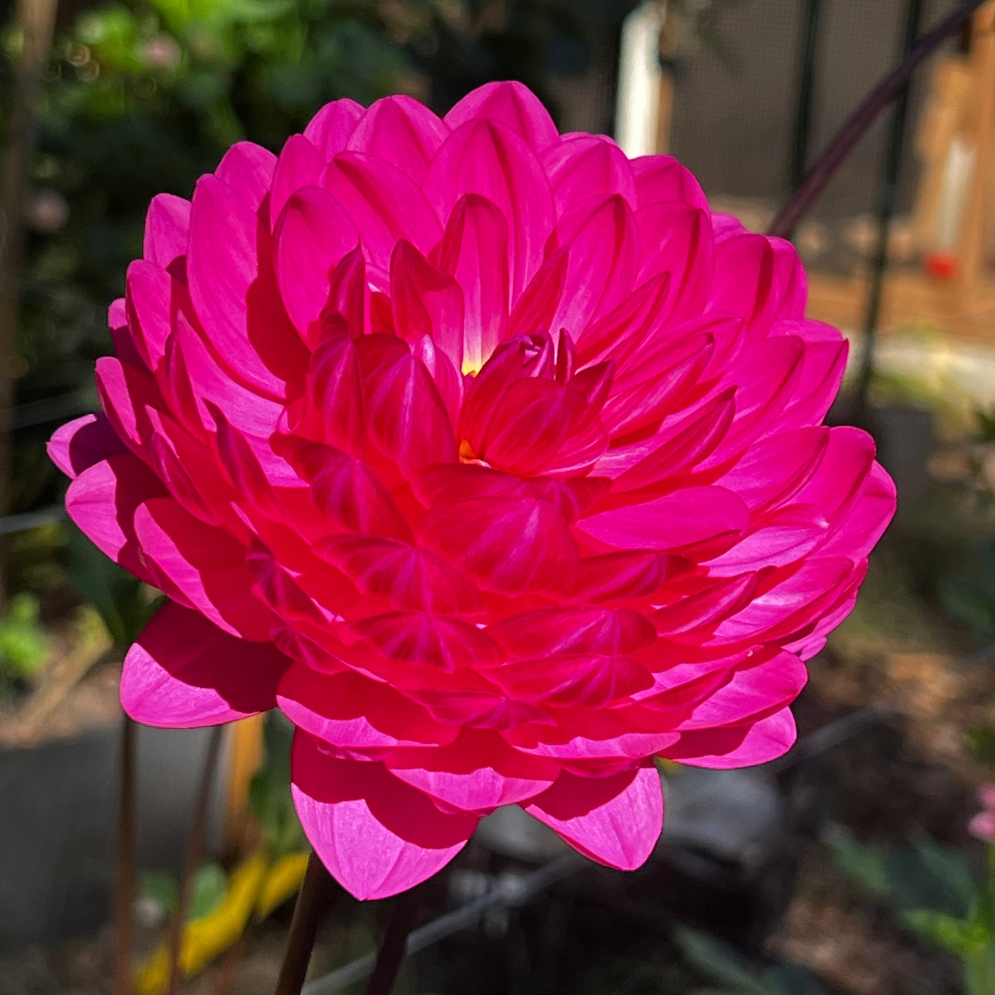 Dahlia 'Sandia Lillian' - ROOTED CUTTING